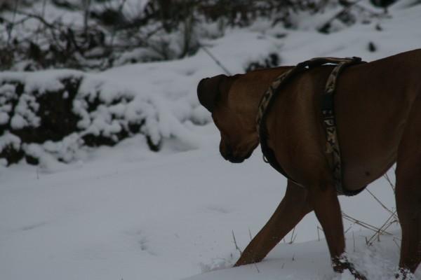 IMG_3235.jpg
